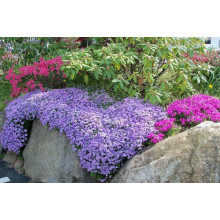 Флокс шилоподібний Пурпл Б’юті | Phlox subulata Purple Beauty | Флокс шиловидный Пурпл Бьюти