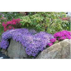 Флокс шилоподібний Пурпл Б’юті | Phlox subulata Purple Beauty | Флокс шиловидный Пурпл Бьюти