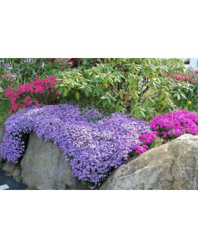 Флокс шилоподібний Пурпл Б’юті | Phlox subulata Purple Beauty | Флокс шиловидный Пурпл Бьюти