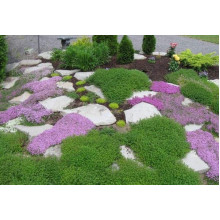 Флокс шилоподібний Пурпл Б’юті | Phlox subulata Purple Beauty | Флокс шиловидный Пурпл Бьюти