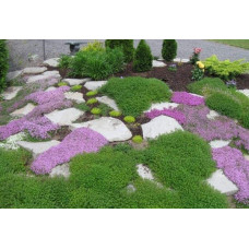 Флокс шилоподібний Пурпл Б’юті | Phlox subulata Purple Beauty | Флокс шиловидный Пурпл Бьюти