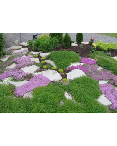 Флокс шилоподібний Пурпл Б’юті | Phlox subulata Purple Beauty | Флокс шиловидный Пурпл Бьюти