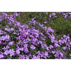 Флокс шилоподібний Пурпл Б’юті | Phlox subulata Purple Beauty | Флокс шиловидный Пурпл Бьюти