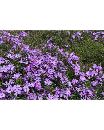 Флокс шилоподібний Пурпл Б’юті | Phlox subulata Purple Beauty | Флокс шиловидный Пурпл Бьюти