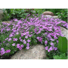Флокс шилоподібний Пурпл Б’юті | Phlox subulata Purple Beauty | Флокс шиловидный Пурпл Бьюти