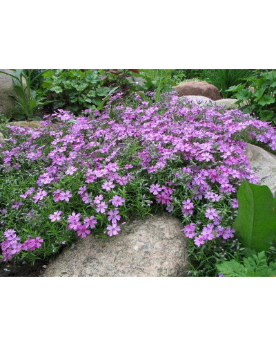 Флокс шилоподібний Пурпл Б’юті | Phlox subulata Purple Beauty | Флокс шиловидный Пурпл Бьюти