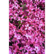 Флокс шилоподібний Скарлет Флейм | Флокс шиловидный Скарлет Флейм | Phlox subulata Scarlet Flame