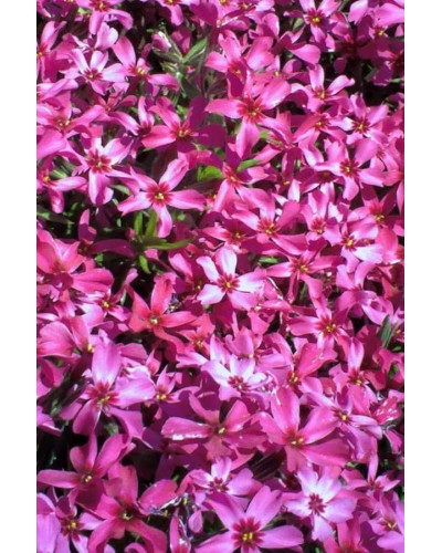 Флокс шилоподібний Скарлет Флейм | Флокс шиловидный Скарлет Флейм | Phlox subulata Scarlet Flame