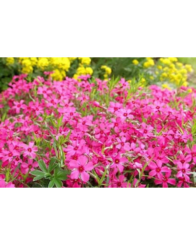 Флокс шилоподібний Скарлет Флейм | Флокс шиловидный Скарлет Флейм | Phlox subulata Scarlet Flame