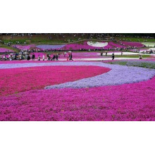 Флокс шилоподібний Скарлет Флейм | Флокс шиловидный Скарлет Флейм | Phlox subulata Scarlet Flame