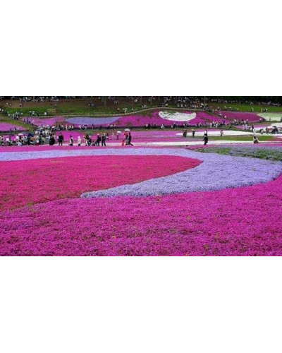 Флокс шилоподібний Скарлет Флейм | Флокс шиловидный Скарлет Флейм | Phlox subulata Scarlet Flame