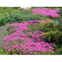 Флокс шилоподібний Скарлет Флейм | Флокс шиловидный Скарлет Флейм | Phlox subulata Scarlet Flame