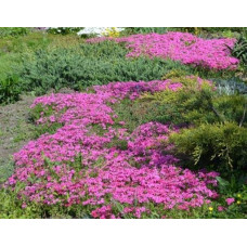 Флокс шилоподібний Скарлет Флейм | Флокс шиловидный Скарлет Флейм | Phlox subulata Scarlet Flame