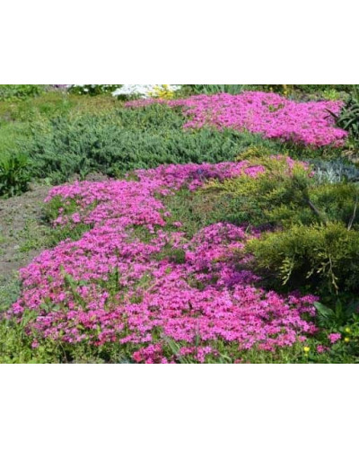 Флокс шилоподібний Скарлет Флейм | Флокс шиловидный Скарлет Флейм | Phlox subulata Scarlet Flame
