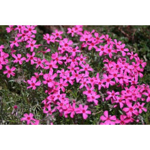 Флокс шилоподібний Скарлет Флейм | Флокс шиловидный Скарлет Флейм | Phlox subulata Scarlet Flame