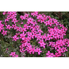 Флокс шилоподібний Скарлет Флейм | Флокс шиловидный Скарлет Флейм | Phlox subulata Scarlet Flame