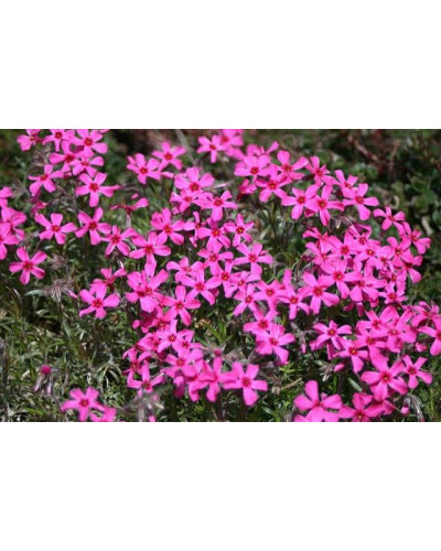 Флокс шилоподібний Скарлет Флейм | Флокс шиловидный Скарлет Флейм | Phlox subulata Scarlet Flame