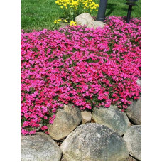 Флокс шилоподібний Скарлет Флейм | Флокс шиловидный Скарлет Флейм | Phlox subulata Scarlet Flame