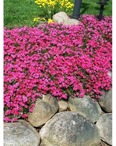 Флокс шилоподібний Скарлет Флейм | Флокс шиловидный Скарлет Флейм | Phlox subulata Scarlet Flame