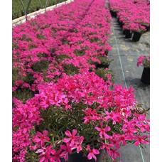 Флокс шилоподібний Скарлет Флейм | Флокс шиловидный Скарлет Флейм | Phlox subulata Scarlet Flame