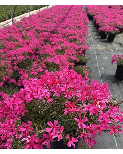 Флокс шилоподібний Скарлет Флейм | Флокс шиловидный Скарлет Флейм | Phlox subulata Scarlet Flame