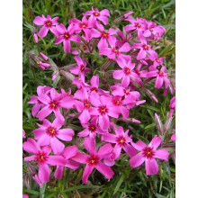 Флокс шилоподібний Скарлет Флейм | Флокс шиловидный Скарлет Флейм | Phlox subulata Scarlet Flame