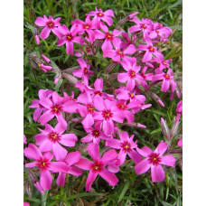 Флокс шилоподібний Скарлет Флейм | Флокс шиловидный Скарлет Флейм | Phlox subulata Scarlet Flame