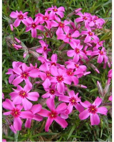 Флокс шилоподібний Скарлет Флейм | Флокс шиловидный Скарлет Флейм | Phlox subulata Scarlet Flame