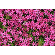 Флокс шилоподібний Скарлет Флейм | Флокс шиловидный Скарлет Флейм | Phlox subulata Scarlet Flame