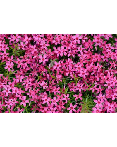 Флокс шилоподібний Скарлет Флейм | Флокс шиловидный Скарлет Флейм | Phlox subulata Scarlet Flame