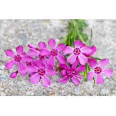 Флокс шилоподібний Скарлет Флейм | Флокс шиловидный Скарлет Флейм | Phlox subulata Scarlet Flame