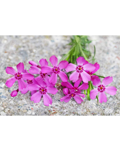 Флокс шилоподібний Скарлет Флейм | Флокс шиловидный Скарлет Флейм | Phlox subulata Scarlet Flame