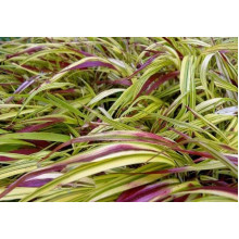 Хаконехлоа велика Наомі ® | Хаконехлоа крупная Наоми ® | Hakonechloa macra Naomi ®