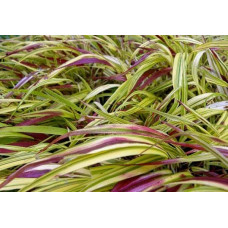 Хаконехлоа велика Наомі ® | Хаконехлоа крупная Наоми ® | Hakonechloa macra Naomi ®