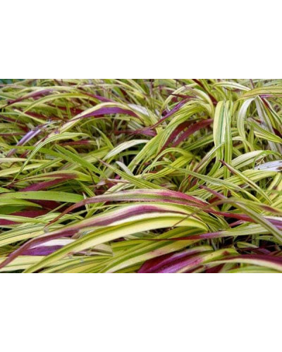 Хаконехлоа велика Наомі ® | Хаконехлоа крупная Наоми ® | Hakonechloa macra Naomi ®