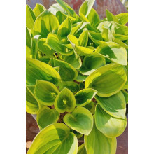 Хоста гібридна Голден Тіара | Хоста гибридная Голден Тиара | Hosta hybrida Golden Tiara