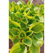 Хоста гібридна Голден Тіара | Хоста гибридная Голден Тиара | Hosta hybrida Golden Tiara