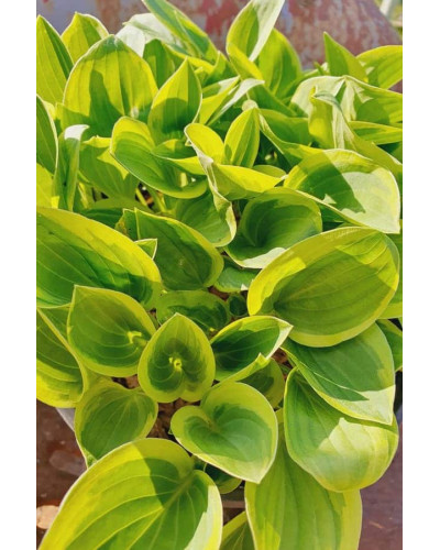 Хоста гібридна Голден Тіара | Хоста гибридная Голден Тиара | Hosta hybrida Golden Tiara