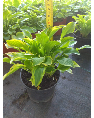 Хоста гібридна Голден Тіара | Хоста гибридная Голден Тиара | Hosta hybrida Golden Tiara