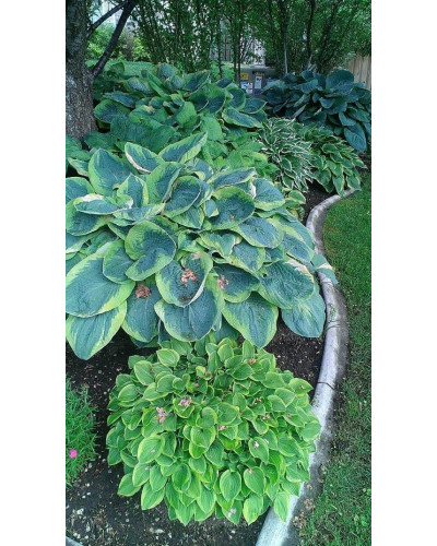 Хоста гібридна Голден Тіара | Хоста гибридная Голден Тиара | Hosta hybrida Golden Tiara