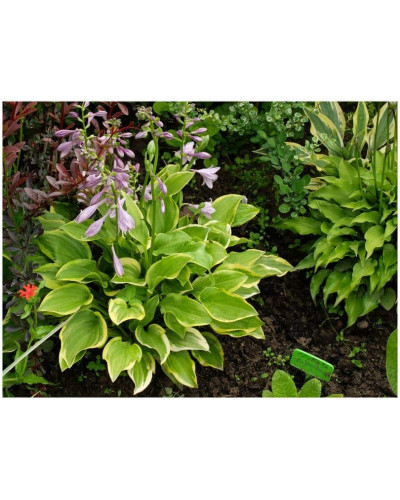 Хоста гібридна Голден Тіара | Хоста гибридная Голден Тиара | Hosta hybrida Golden Tiara