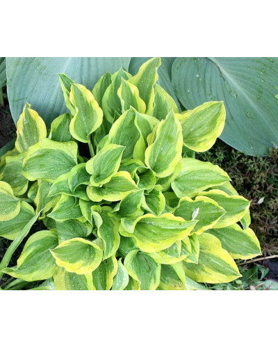 Хоста гібридна Голден Тіара | Хоста гибридная Голден Тиара | Hosta hybrida Golden Tiara