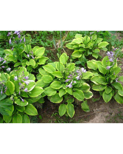 Хоста гібридна Голден Тіара | Хоста гибридная Голден Тиара | Hosta hybrida Golden Tiara