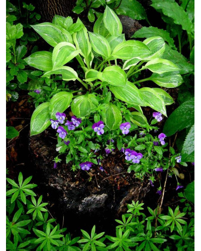 Хоста гібридна Голден Тіара | Хоста гибридная Голден Тиара | Hosta hybrida Golden Tiara