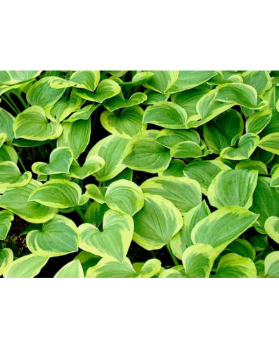 Хоста гібридна Голден Тіара | Хоста гибридная Голден Тиара | Hosta hybrida Golden Tiara