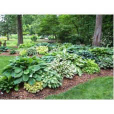 Хоста гібридна Голден Тіара | Хоста гибридная Голден Тиара | Hosta hybrida Golden Tiara