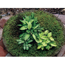 Хоста гібридна Голден Тіара | Хоста гибридная Голден Тиара | Hosta hybrida Golden Tiara