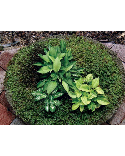 Хоста гібридна Голден Тіара | Хоста гибридная Голден Тиара | Hosta hybrida Golden Tiara