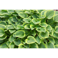 Хоста гібридна Голден Тіара | Хоста гибридная Голден Тиара | Hosta hybrida Golden Tiara