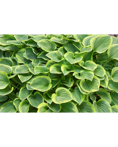 Хоста гібридна Голден Тіара | Хоста гибридная Голден Тиара | Hosta hybrida Golden Tiara
